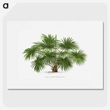 1-17_Les-Palmiers-Histoire-Iconographique_picture