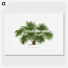 1-17_Les-Palmiers-Histoire-Iconographique_picture
