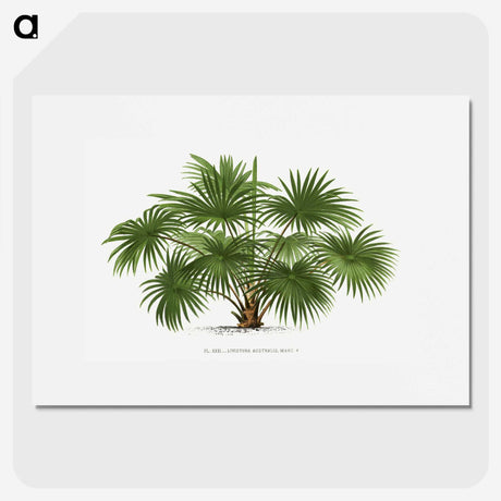1-17_Les-Palmiers-Histoire-Iconographique_picture