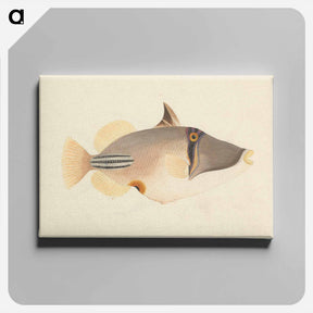 アートパネル-Unidentified Fish
 - ルイージ バルガーニ Canvas.