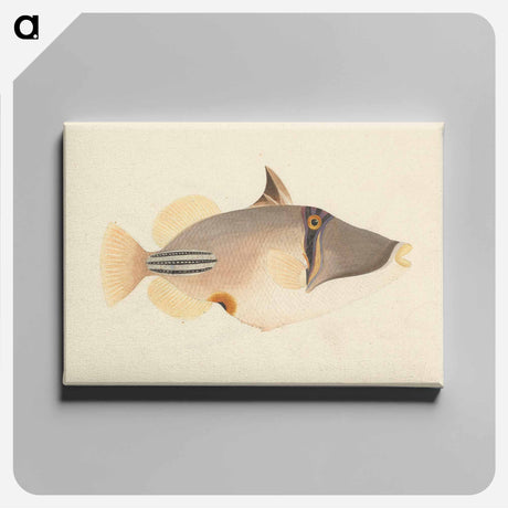 アートパネル-Unidentified Fish
 - ルイージ バルガーニ Canvas.