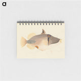 Unidentified Fish
 - ルイージ バルガーニ Memo.