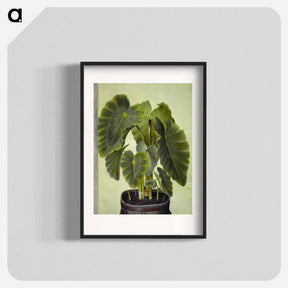 アートポスター-Colocasia esculenta
 - マリア ジビーラ メーリアン Poster.