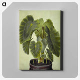 1-17_Maria-Sibylla-Merian_canvas