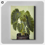 アートパネル-Colocasia esculenta
 - マリア ジビーラ メーリアン Canvas.