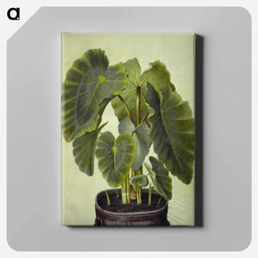 アートパネル-Colocasia esculenta
 - マリア ジビーラ メーリアン Canvas.