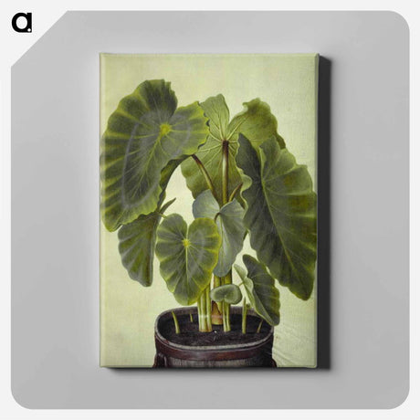 アートパネル-Colocasia esculenta
 - マリア ジビーラ メーリアン Canvas.