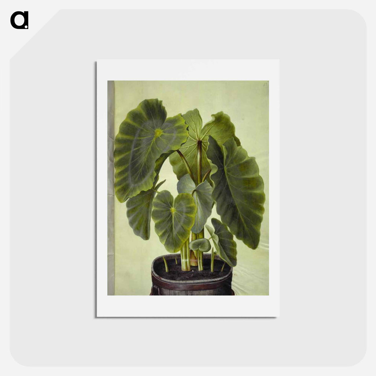 アートポストカード-Colocasia esculenta
 - マリア ジビーラ メーリアン Postcard.