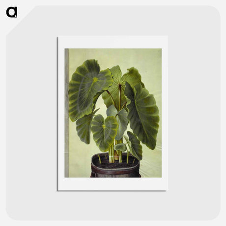 アートポストカード-Colocasia esculenta
 - マリア ジビーラ メーリアン Postcard.
