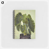 アートメモ帳-Colocasia esculenta
 - マリア ジビーラ メーリアン Memo.