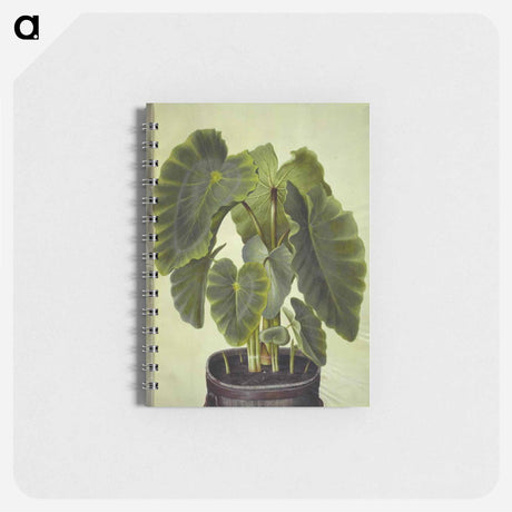 アートメモ帳-Colocasia esculenta
 - マリア ジビーラ メーリアン Memo.