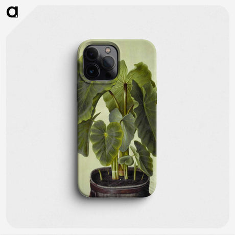 1-17_Maria-Sibylla-Merian_phone