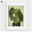 1-17_Maria-Sibylla-Merian_picture