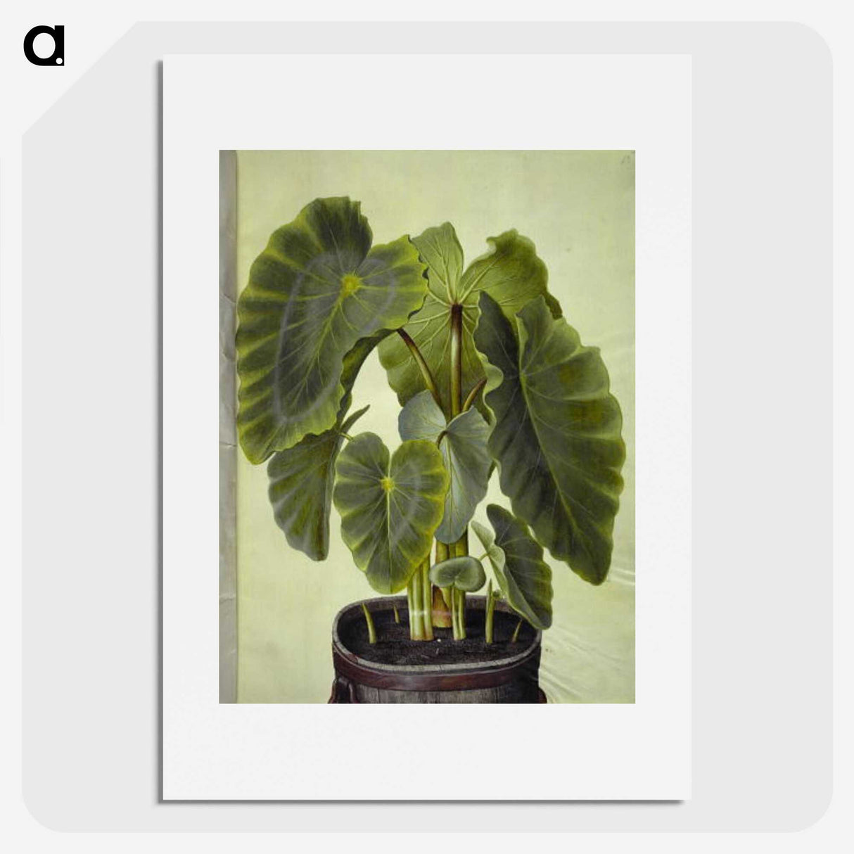1-17_Maria-Sibylla-Merian_picture