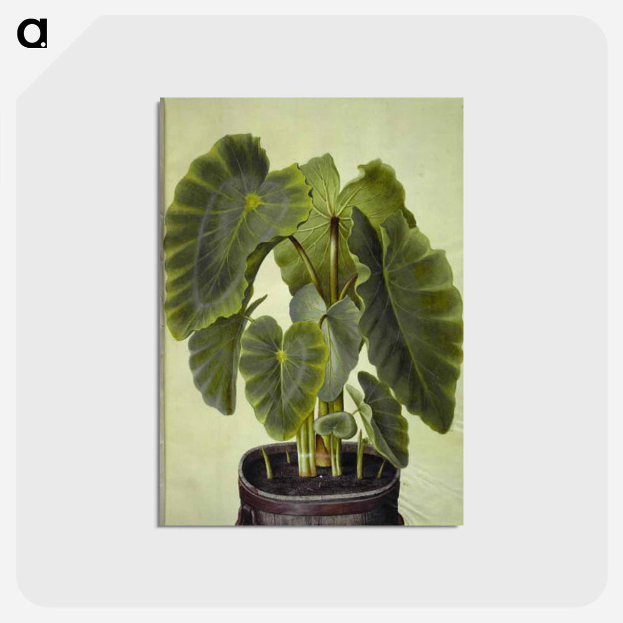 アートポストカード-Colocasia esculenta
 - マリア ジビーラ メーリアン Postcard.
