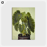 アートポストカード-Colocasia esculenta
 - マリア ジビーラ メーリアン Postcard.