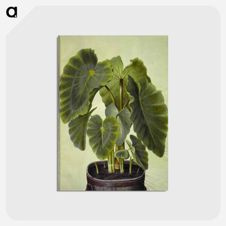 アートポストカード-Colocasia esculenta
 - マリア ジビーラ メーリアン Postcard.
