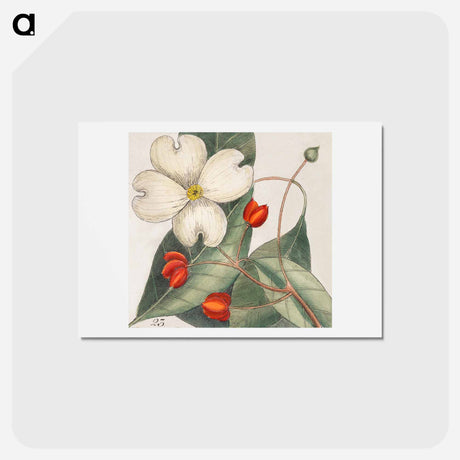 アートポストカード-Carolina Flora
 - マーク ケイツビー Postcard.