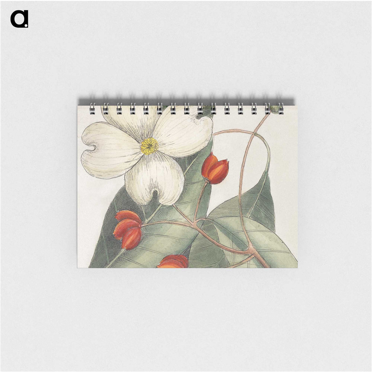 1-17_Mark-Catesby_memo