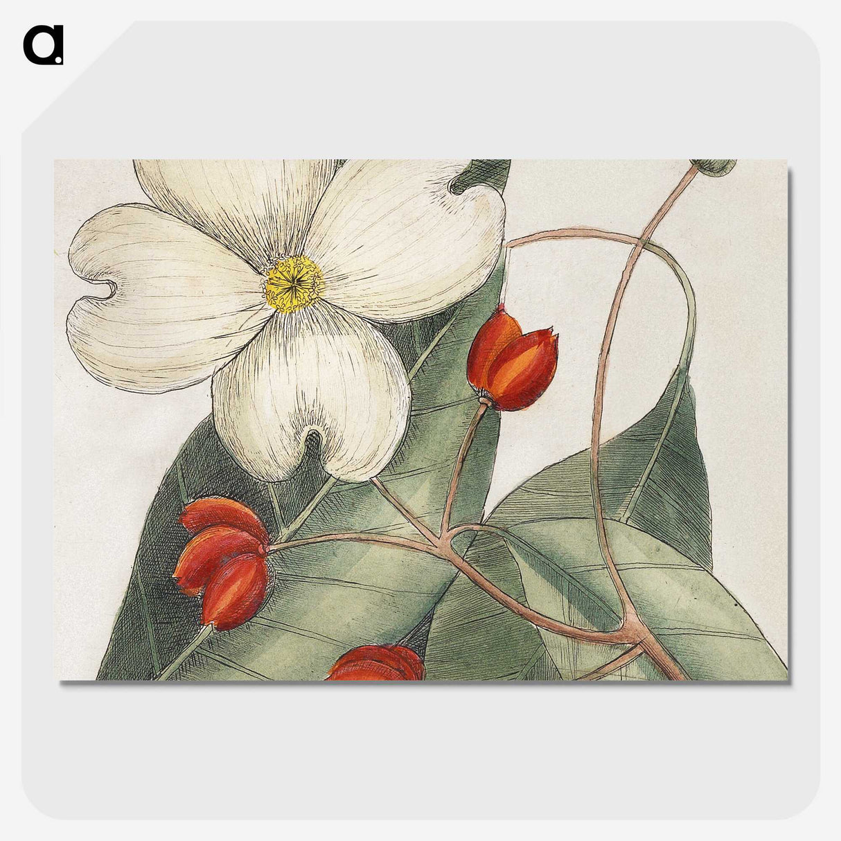 1-17_Mark-Catesby_picture-crop