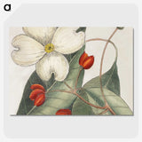 1-17_Mark-Catesby_picture-crop