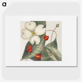1-17_Mark-Catesby_picture