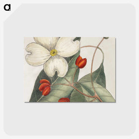 1-17_Mark-Catesby_postcard