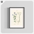アートポスター-Flax Illustration
 - 薬用植物学 Poster.