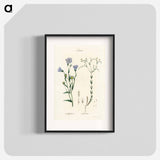 アートポスター-Flax Illustration
 - 薬用植物学 Poster.