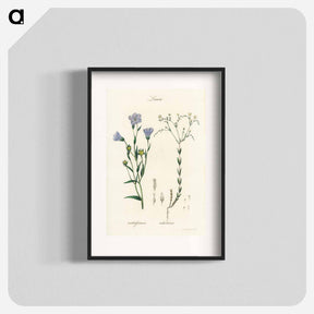 アートポスター-Flax Illustration
 - 薬用植物学 Poster.
