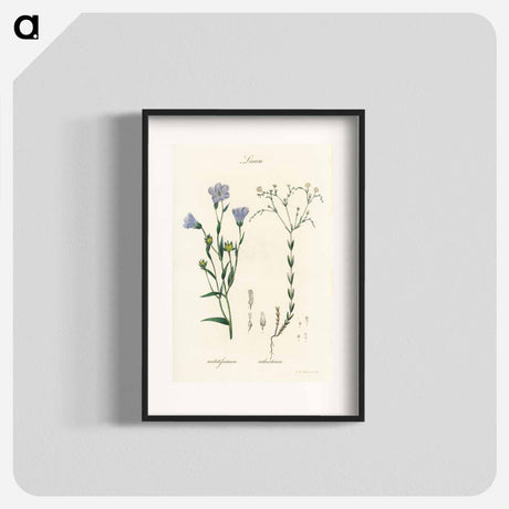 アートポスター-Flax Illustration
 - 薬用植物学 Poster.
