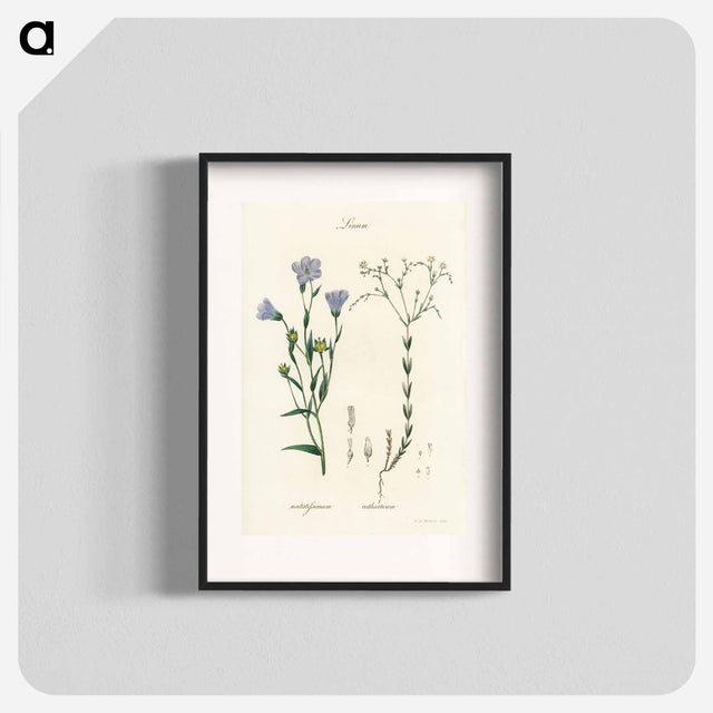 アートポスター-Flax Illustration
 - 薬用植物学 Poster.