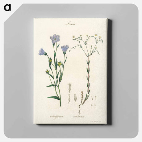 アートパネル-Flax Illustration
 - 薬用植物学 Canvas.