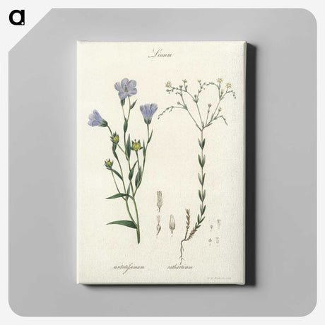 1-17_Medical-Botany_canvas