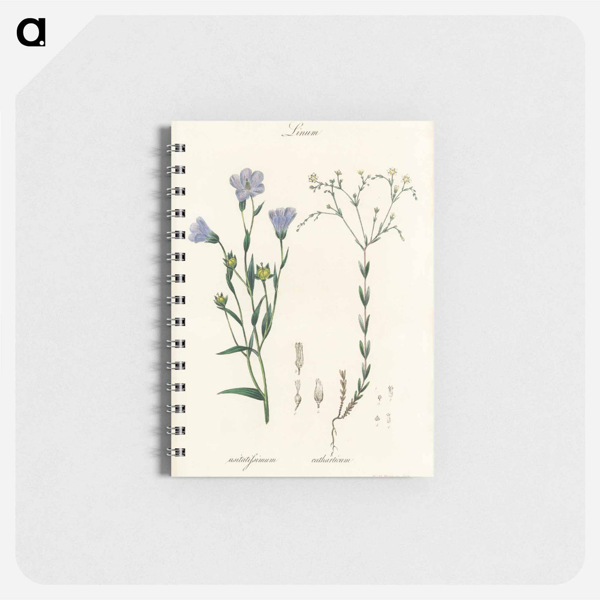 アートメモ帳-Flax Illustration
 - 薬用植物学 Memo.