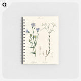 アートメモ帳-Flax Illustration
 - 薬用植物学 Memo.