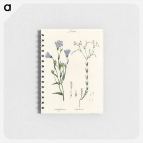 アートメモ帳-Flax Illustration
 - 薬用植物学 Memo.