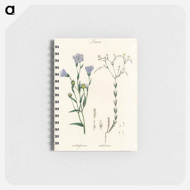 アートメモ帳-Flax Illustration
 - 薬用植物学 Memo.
