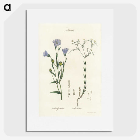 1-17_Medical-Botany_picture