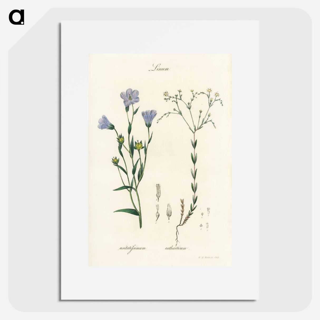 アートポスター-Flax Illustration
 - 薬用植物学 Poster.