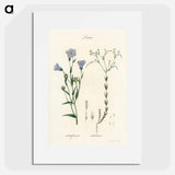 アートポスター-Flax Illustration
 - 薬用植物学 Poster.