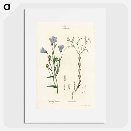 アートポスター-Flax Illustration
 - 薬用植物学 Poster.