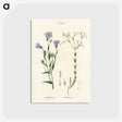 アートポストカード-Flax Illustration
 - 薬用植物学 Postcard.
