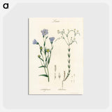アートポストカード-Flax Illustration
 - 薬用植物学 Postcard.