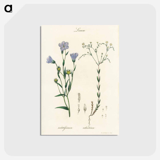 アートポストカード-Flax Illustration
 - 薬用植物学 Postcard.