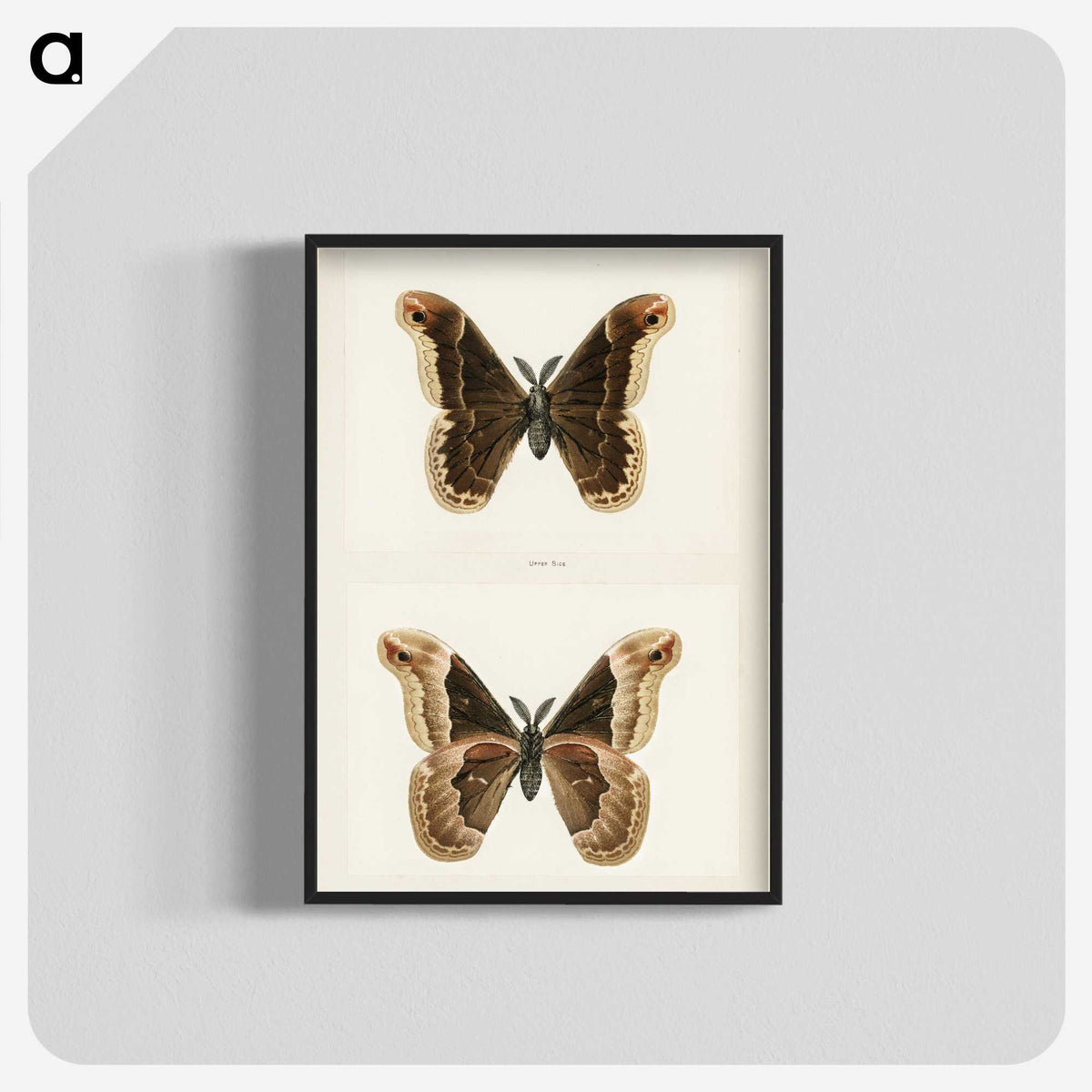 1-17_Moths-and-Butterflies-of-the-United-States_blk-crop