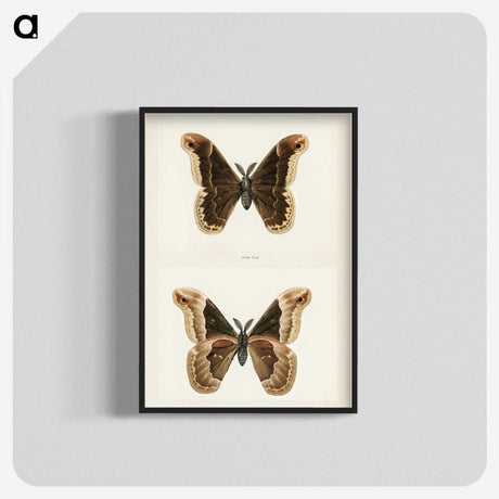 1-17_Moths-and-Butterflies-of-the-United-States_blk-crop