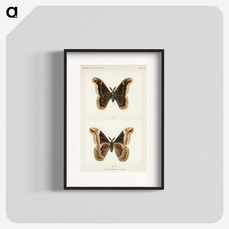 1-17_Moths-and-Butterflies-of-the-United-States_blk