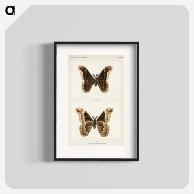 1-17_Moths-and-Butterflies-of-the-United-States_blk