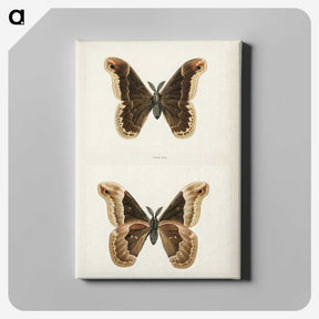 1-17_Moths-and-Butterflies-of-the-United-States_canvas